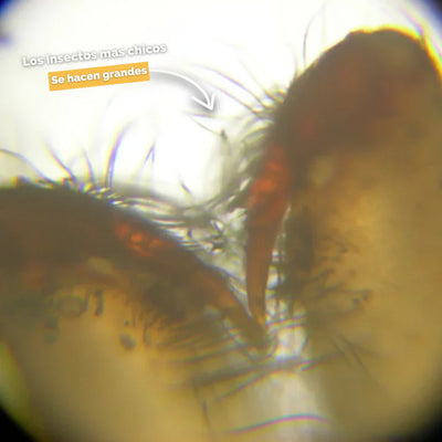 MicroExplorer 4K – Microscopio Portátil para Niños